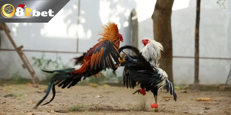 Đá Gà Cựa Dao Trực Tiếp Hôm Nay Mới Nhất 2025 Đấu trường đá gà cựa dao trực tiếp đầy khốc liệt