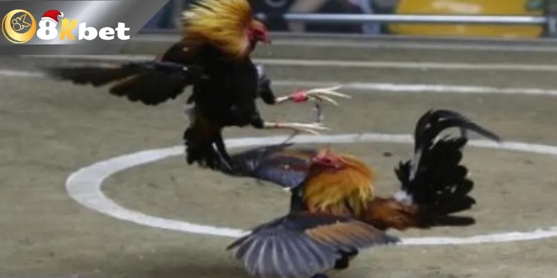 Đá Gà Cựa Dao Trực Tiếp Hôm Nay Mới Nhất 2025 Đá gà cựa dao trực tiếp Philippines tăng sự kịch tính và máu lửa