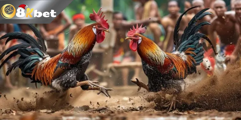 Đá Gà Cựa Dao Trực Tiếp Hôm Nay Mới Nhất 2025 Xem đá gà cựa dao trực tiếp mới nhất hôm nay