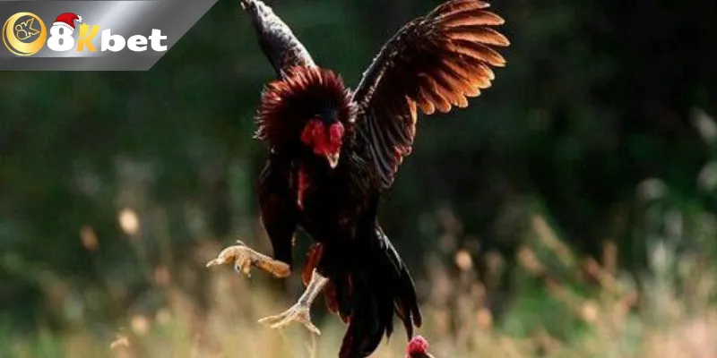 Kinh Nghiệm Đá Gà Hàng Xáo Tại 8KBET Nhận Tiền Thưởng khủng Làm thế nào để tham gia đá gà hàng xáo cùng 8kbet
