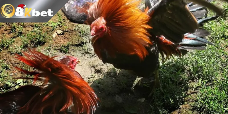 Kinh Nghiệm Đá Gà Hàng Xáo Tại 8KBET Nhận Tiền Thưởng khủng Kinh nghiệm cá cược đá gà hàng xáo tại 8KBET